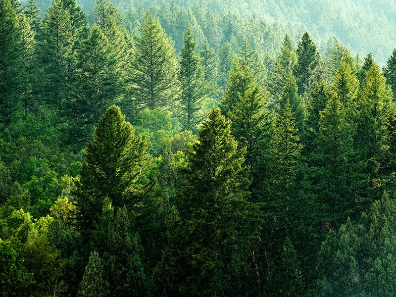 Our Planet Our Planet